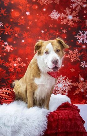 Kate Red Snowflake Winter Backdrop Christmas Backdrops for Kids