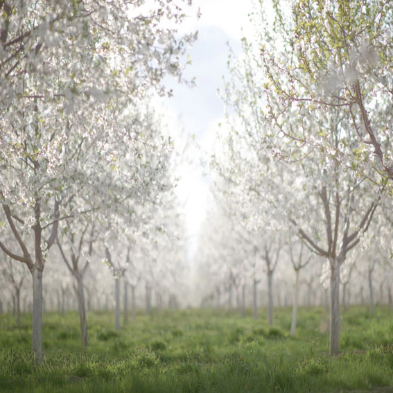 Kate Spring Orchard in White Backdrop for Photography Designed by Lisa Granden - Image 5